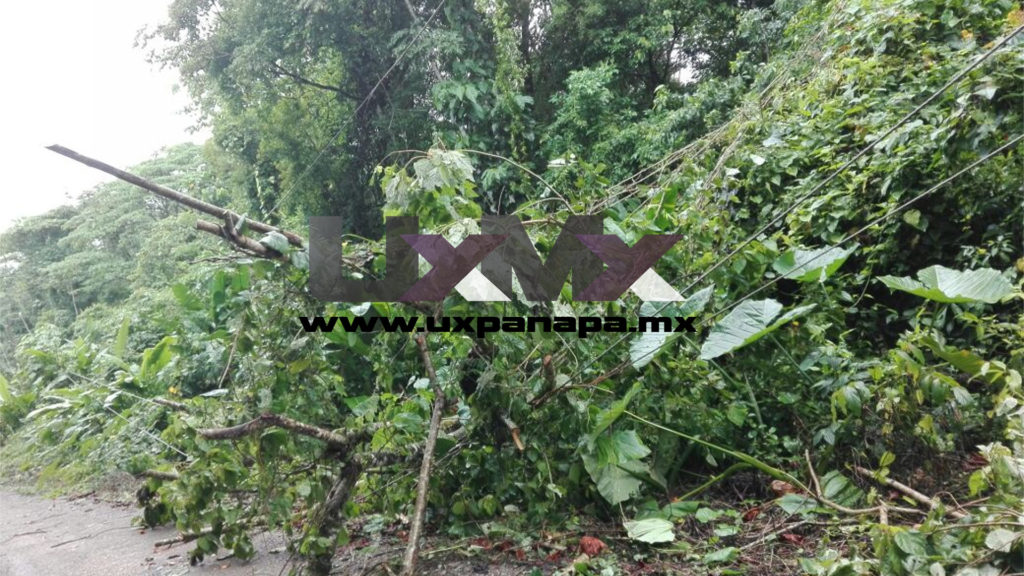 Arboles ocasionan el problema de la energía eléctrica en Uxpanapa