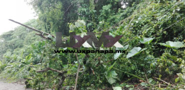 Arboles ocasionan el problema de la energía eléctrica en Uxpanapa