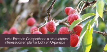 plantacion_lichi_uxpanapa_esteban_campechano