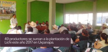 plantacion_lichi_uxpanapa_veracruz_2017
